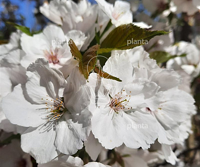 Prunus 'Accolade'