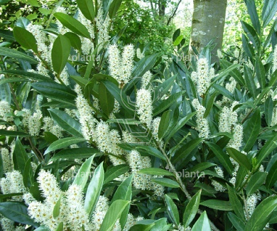 Prunus laurocerasus 'Otto Luyken'