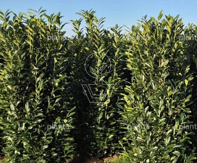 Prunus laurocerasus 'Elly'