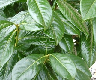150ST, 14-16, CONT, LEI 150x120