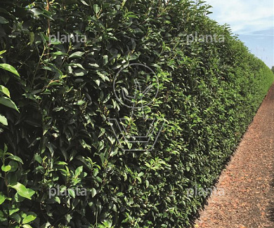 Prunus lusitanica 'Angustifolia'