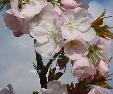 Prunus serrulata 'Sunset Boulevard'