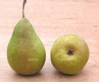 Pyrus communis 'Bonne Louise d'Avranches'