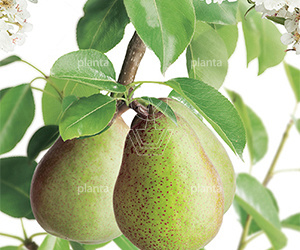 Pyrus communis 'Triomphe de Vienne'