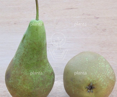  60-70, CONT, OUDE KNOT 