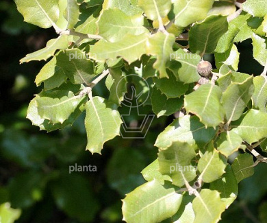 Quercus ilex