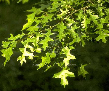 Quercus palustris