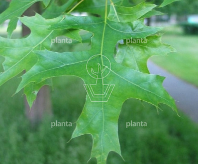  10-12, CONT, DAK 120