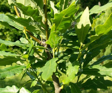 Quercus robur 'Fastigiate Koster'