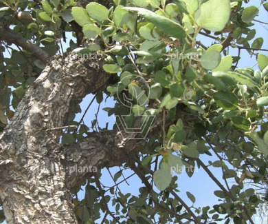 Quercus suber