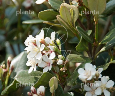 Rhaphiolepis umbellata