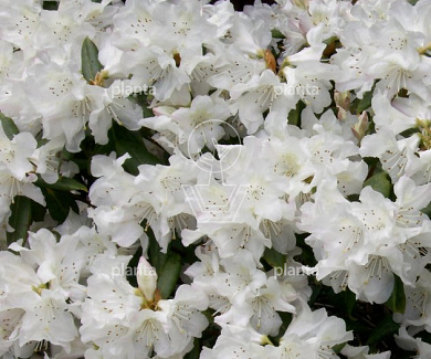 Rhododendron 'Dora Amateis'