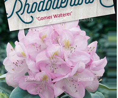 Rhododendron 'Gomer Waterer'