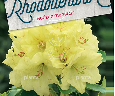 Rhododendron 'Horizon Monarch'