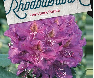 Rhododendron 'Lee's Dark Purple'