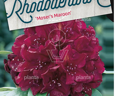 Rhododendron 'Moser's Maroon'