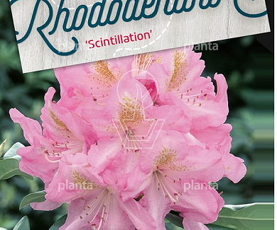 Rhododendron 'Scintillation'