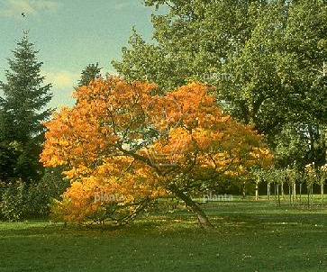 Rhus typhina 'Dissecta'