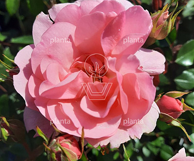 Rosa (F) 'Bonica 82'
