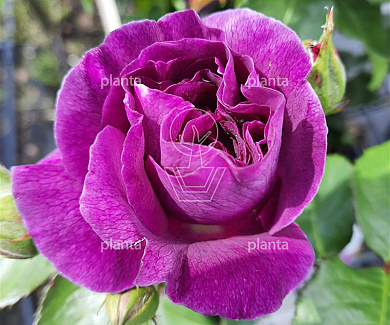Rosa (F) 'Minerva'