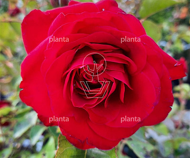 Rosa (F) 'Nina Weibull'