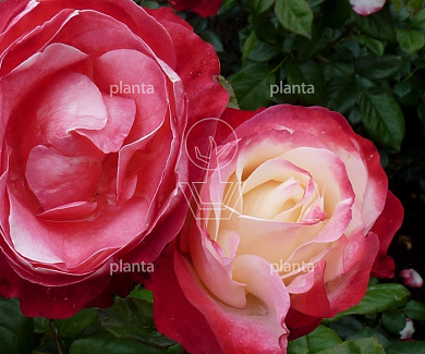 Rosa (F) 'Nostalgie'