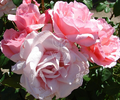 Rosa (F) 'Queen Elizabeth'