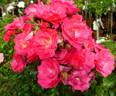 Rosa (H) 'Heidetraum'