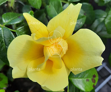 Rosa (H) 'Loredo'