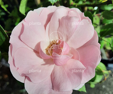 Rosa (K) 'Climbing Bonica'