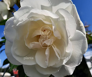 Rosa (K) 'Climbing Iceberg'