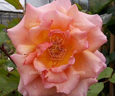 Rosa (K) 'Compassion'