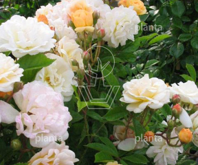 Rosa (K) 'Ghislaine de Féligonde'