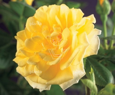 Rosa (K) 'Golden Climber'