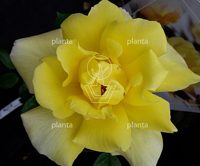 Rosa (K) 'Golden Showers'