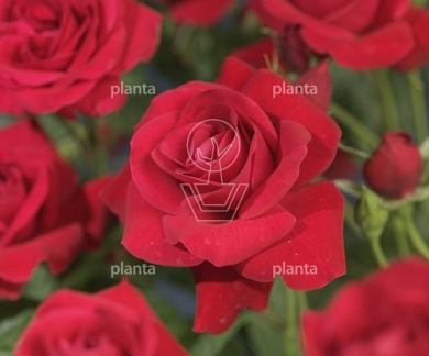 Rosa (K) 'Heidelberg'
