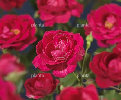 Rosa (K) 'Paul's Scarlet Climber'