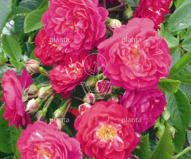 Rosa (K) 'Perennial Blue'