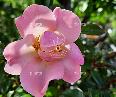 Rosa (K) 'Open Arms'
