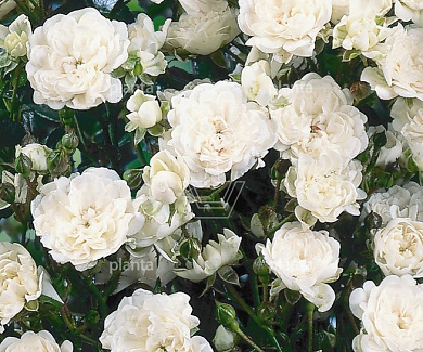 Rosa (P) 'Crystal Fairy'