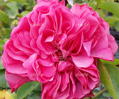 Rosa (P) 'Leonardo da Vinci'