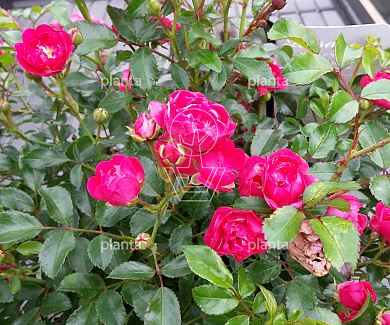Rosa (P) 'Lovely Fairy'