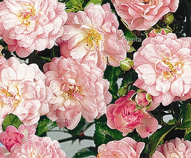 Rosa (P) 'The Fairy'