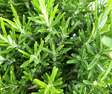 Rosmarinus officinalis