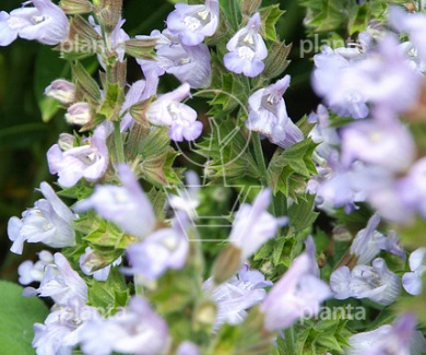 Salvia officinalis 'Berggarten'