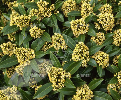 Skimmia confusa 'Kew Green'