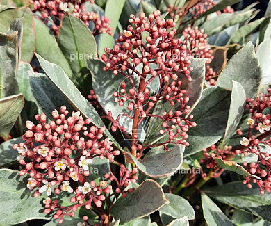 Skimmia japonica 'Perosa'
