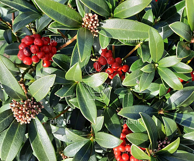 Skimmia japonica 'Red Berry Bee'