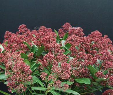 Skimmia japonica 'Rubesta'