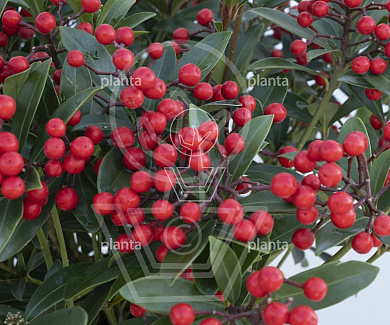 Skimmia japonica 'Winnie's Dwarf'